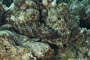 Epinephelus merra merou gateau de cire-Maldives Miyaru kandu-5m-20240427-da-DSC_7366_tn